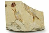 Cretaceous Fossil Shrimp and Fishes - Lebanon #376593-1